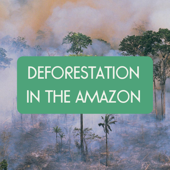 How to Help the Amazon Rainforest – Goodfair