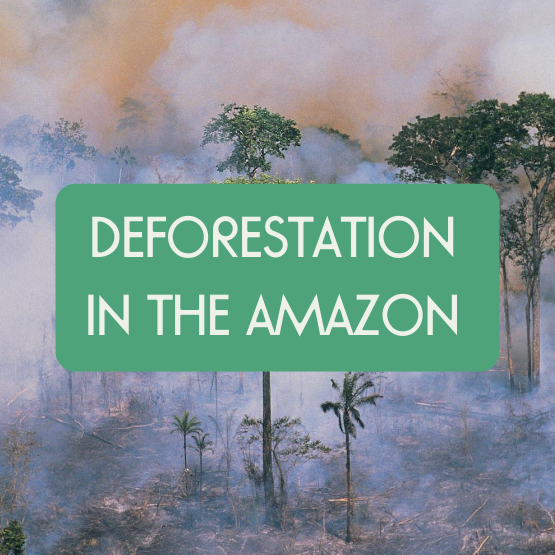 How to Help the Amazon Rainforest