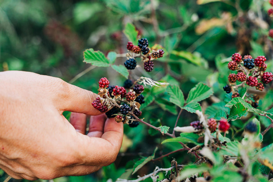 What is foraging? How to find and cook edible plants